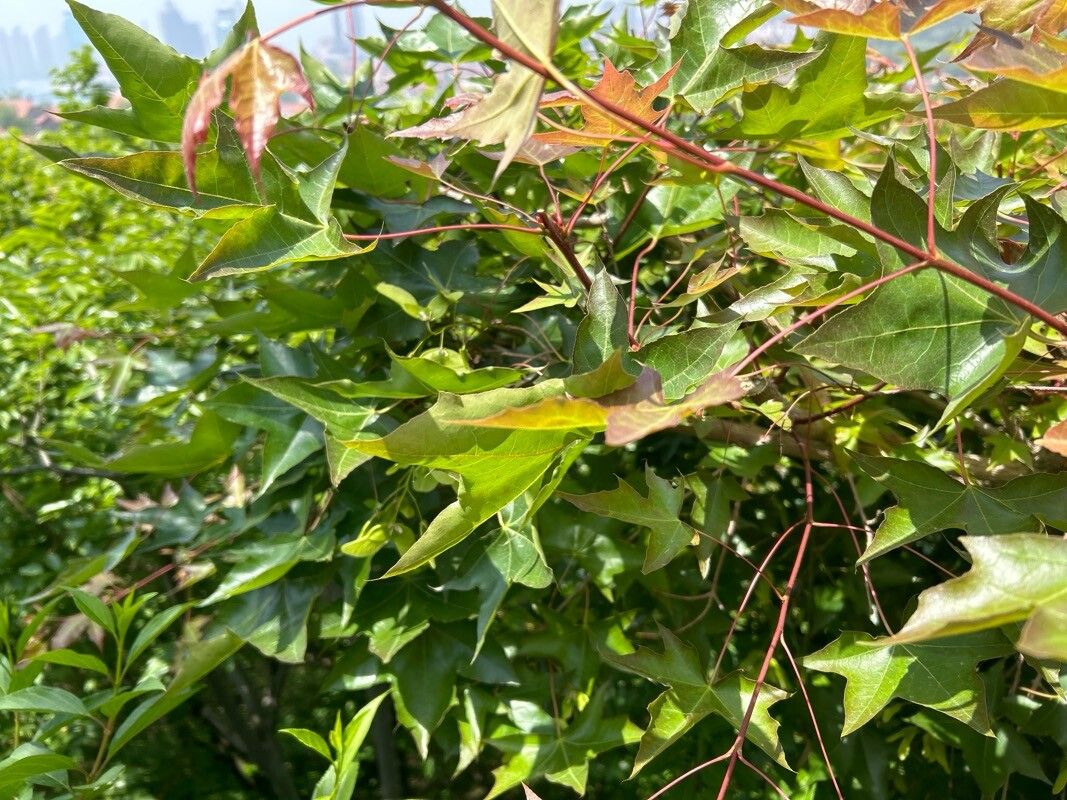 Acer truncatum (Shantung Maple) (alternate view 10)