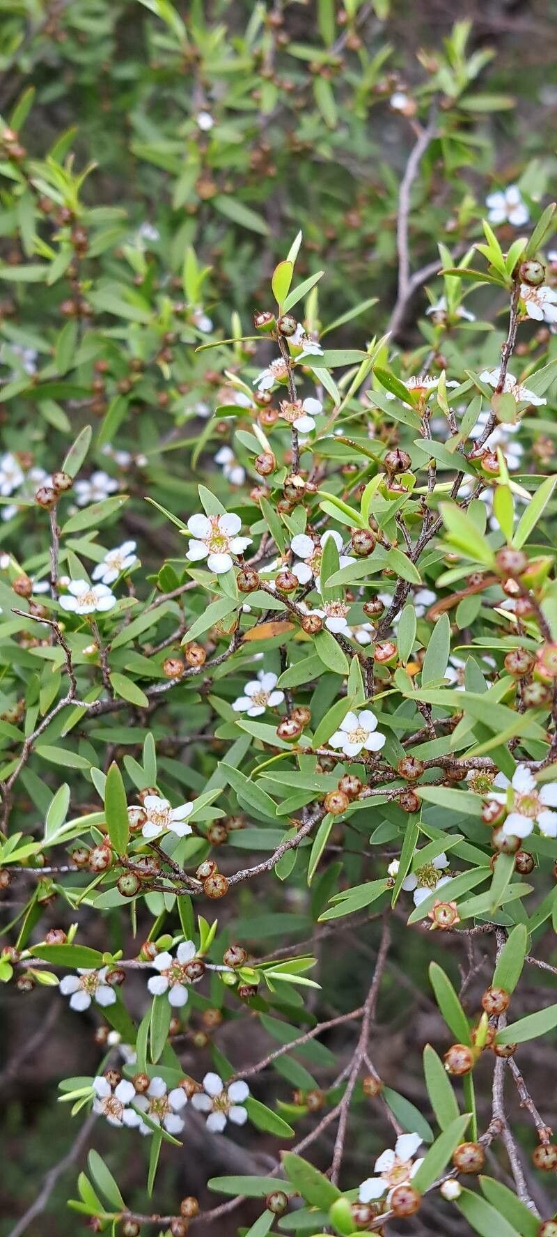 Leptospermum laevigatum, Coastal tea tree — spreading evergreen (Myrtaceae) (image 4 of 10)
