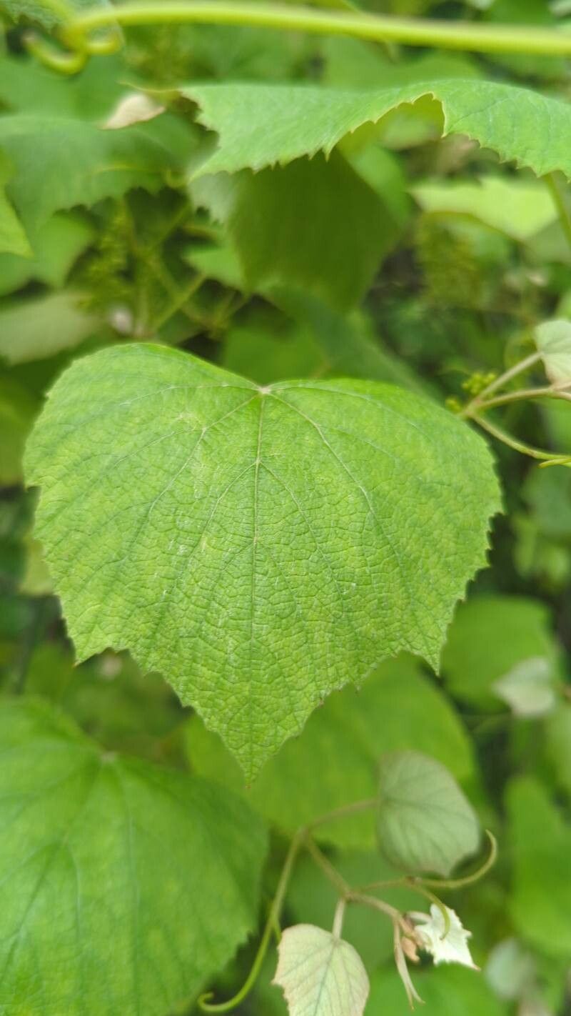 Vitis labrusca (fox grape) (alternate view 9)