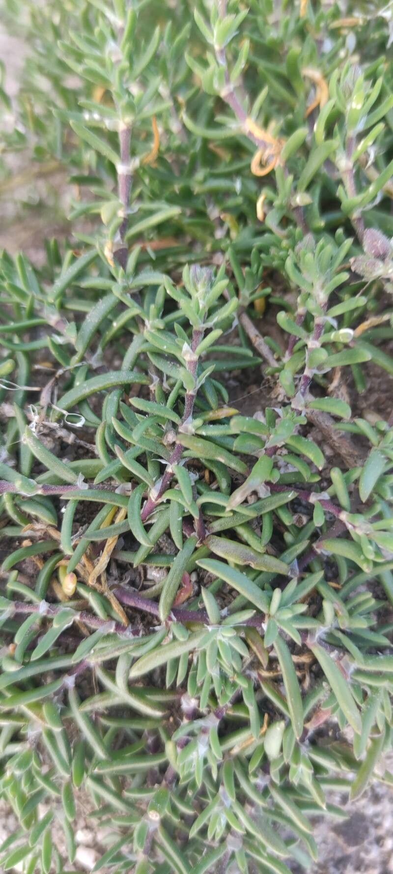 Spergularia rupicola (Rock Sea-spurrey) (alternate view 11)