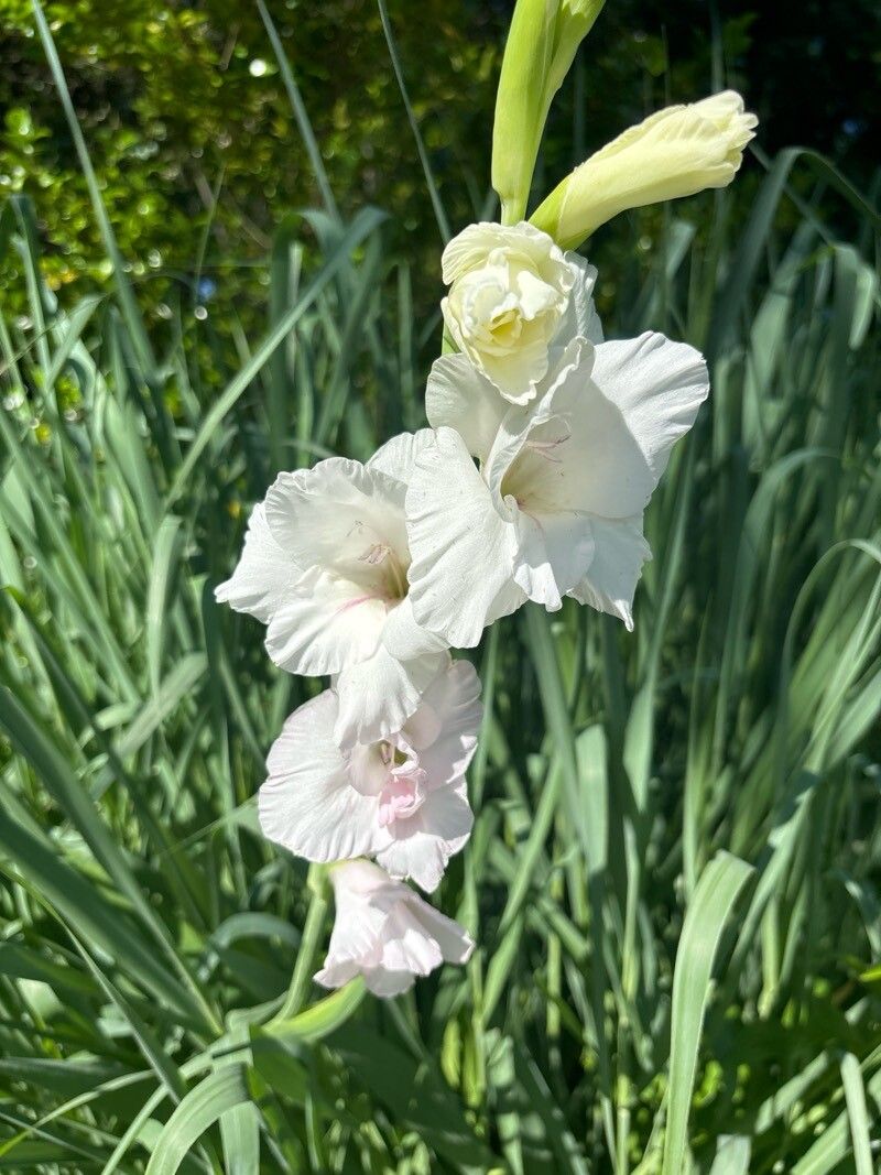 Gladiolus communis (Gladiolus) (alternate view 15)