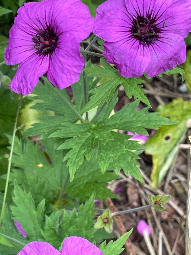 Geranium psilostemon (magenta cranesbill) (alternate view 2)