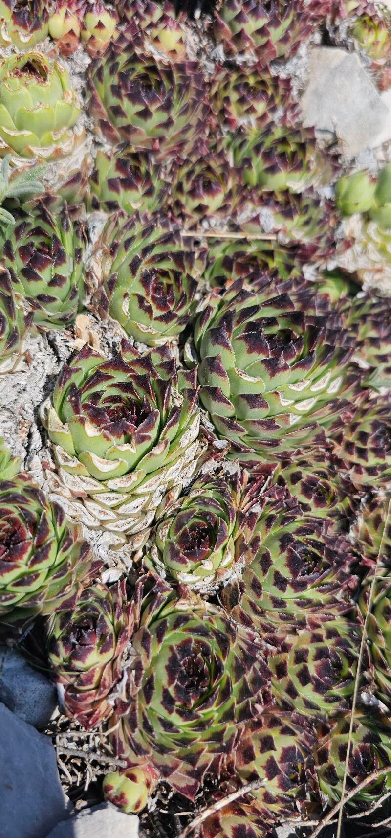 Sempervivum calcareum (alternate view 4)