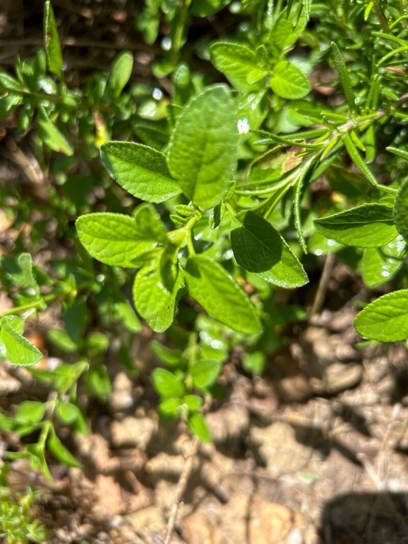 Salvia greggii (Autumn sage)