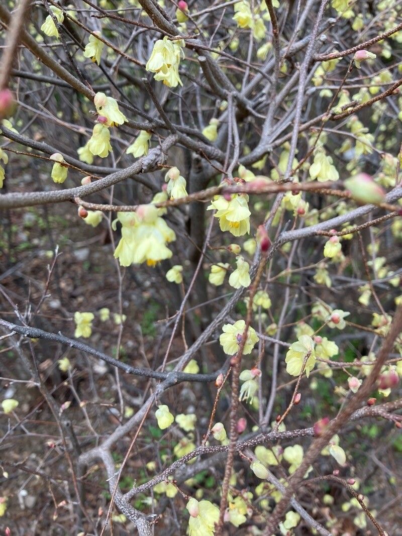 Corylopsis pauciflora (winter hazel, buttercup winter hazel) (alternate view 2)