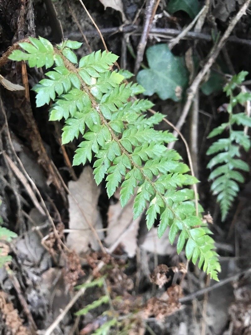 Polystichum polyblepharum (Korean tassel fern) (alternate view 3)