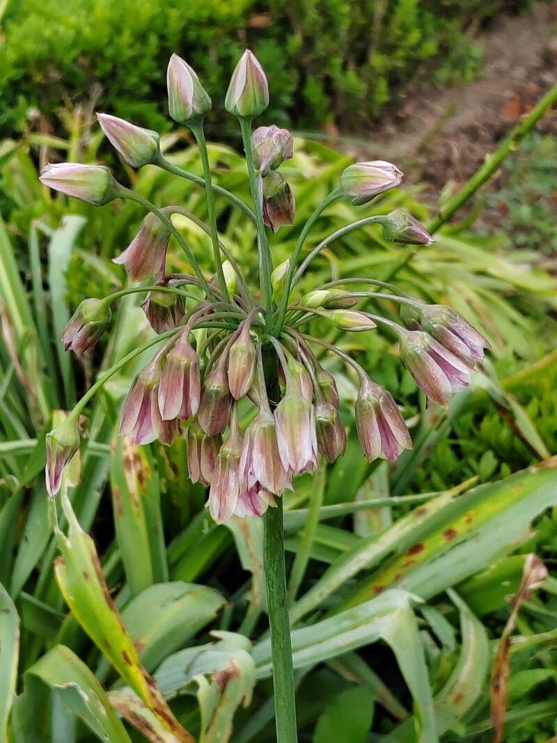 Allium siculum (alternate view 4)
