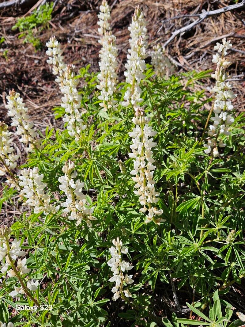 Lupinus albicaulis (Sicklekeel Lupine)