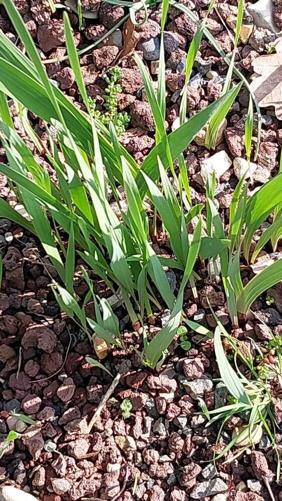 Gladiolus communis (Gladiolus) (alternate view 13)