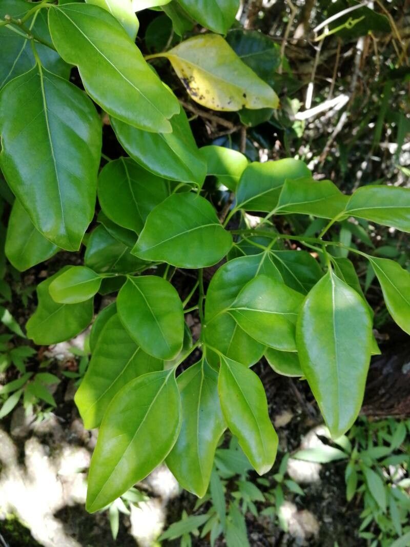 Cinnamomum camphora, Camphor tree — spreading evergreen (Lauraceae) (image 8 of 9)