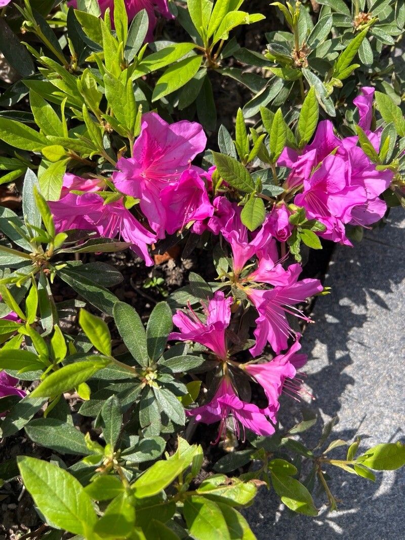 Rhododendron indicum (southern Indian azalea) (alternate view 13)