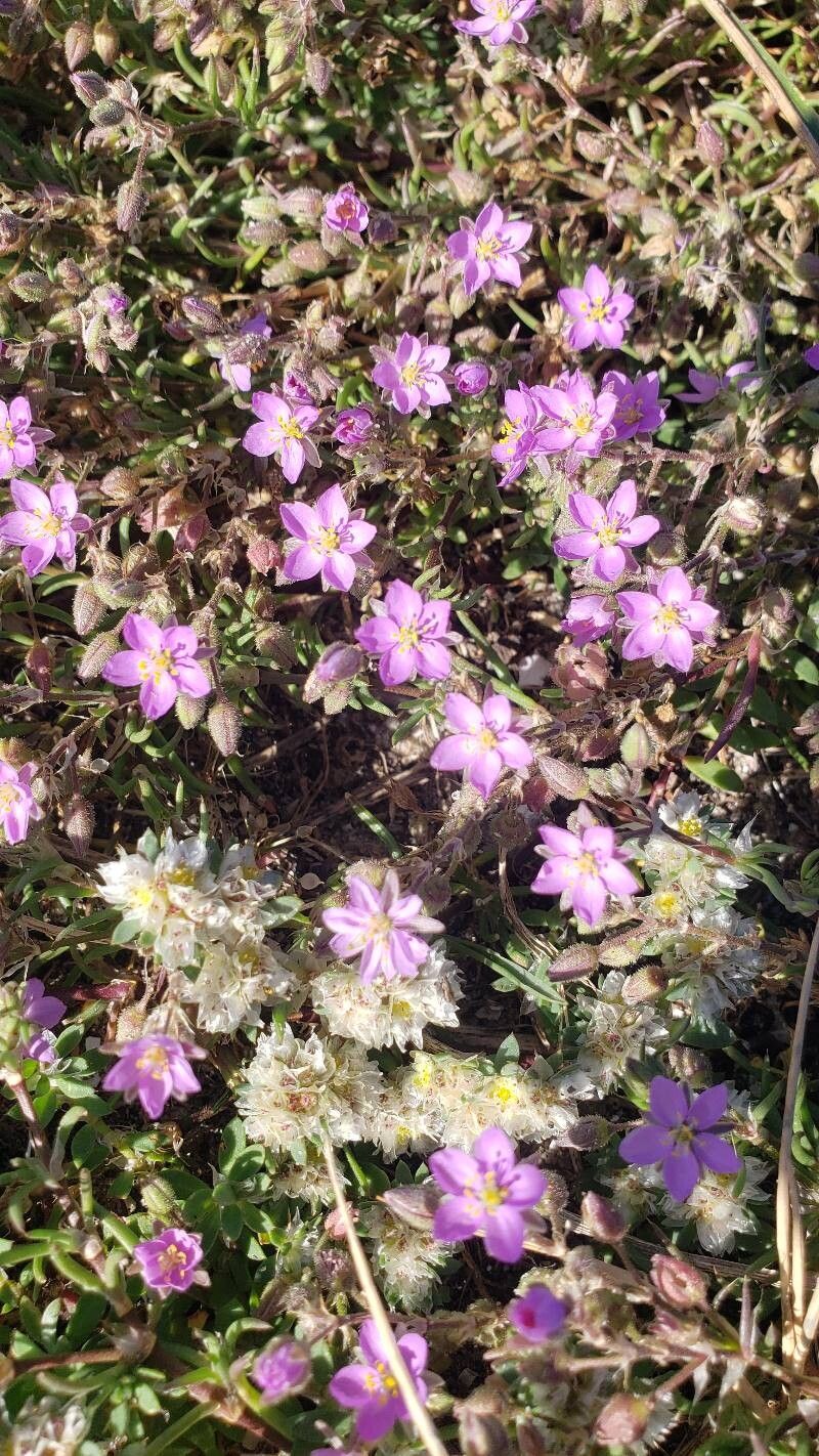 Spergularia rupicola (Rock Sea-spurrey) (alternate view 12)