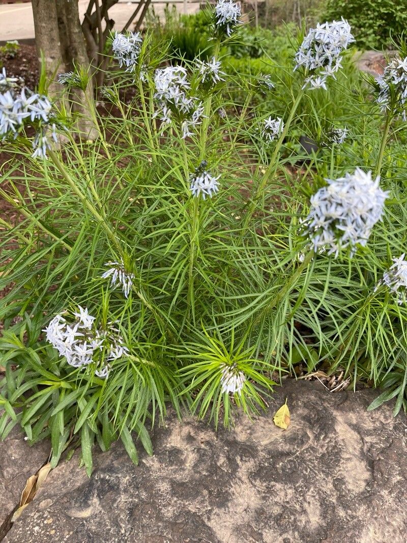 Amsonia hubrichtii (Arkansas Bluestar) (alternate view 11)