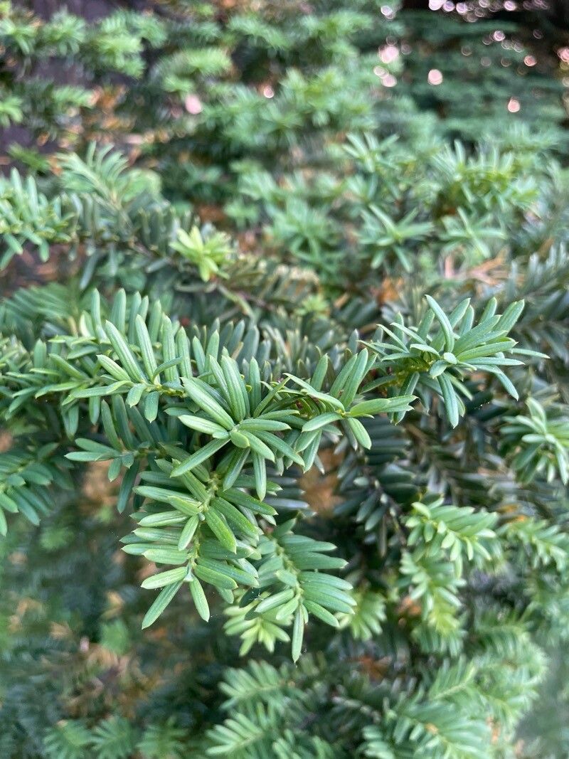 Taxus cuspidata (Japanese yew) (alternate view 2)
