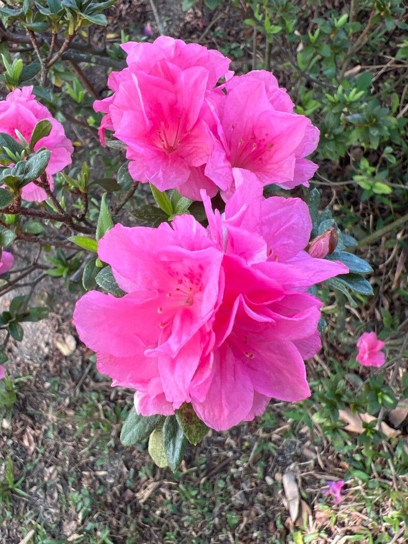 Rhododendron simsii (Indian Azalea) (alternate view 3)