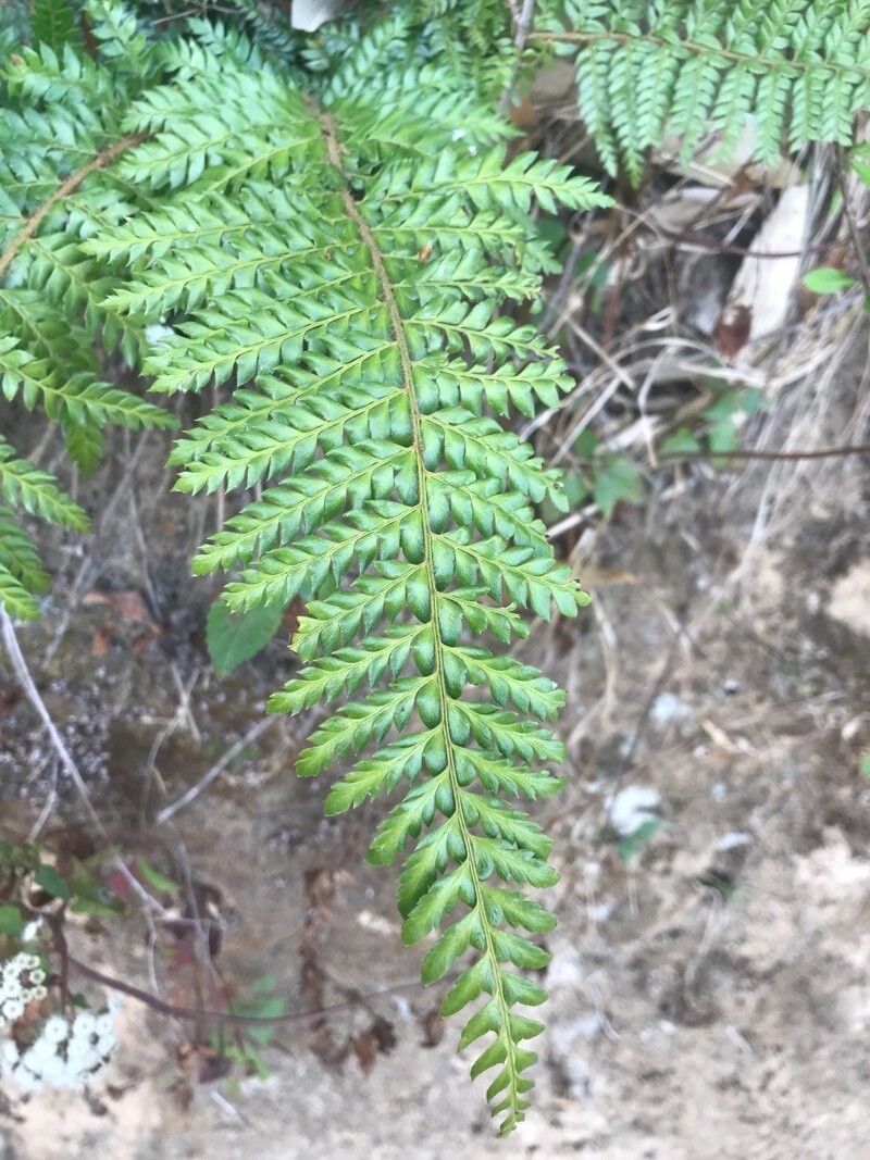 Polystichum polyblepharum (Korean tassel fern) (alternate view 2)