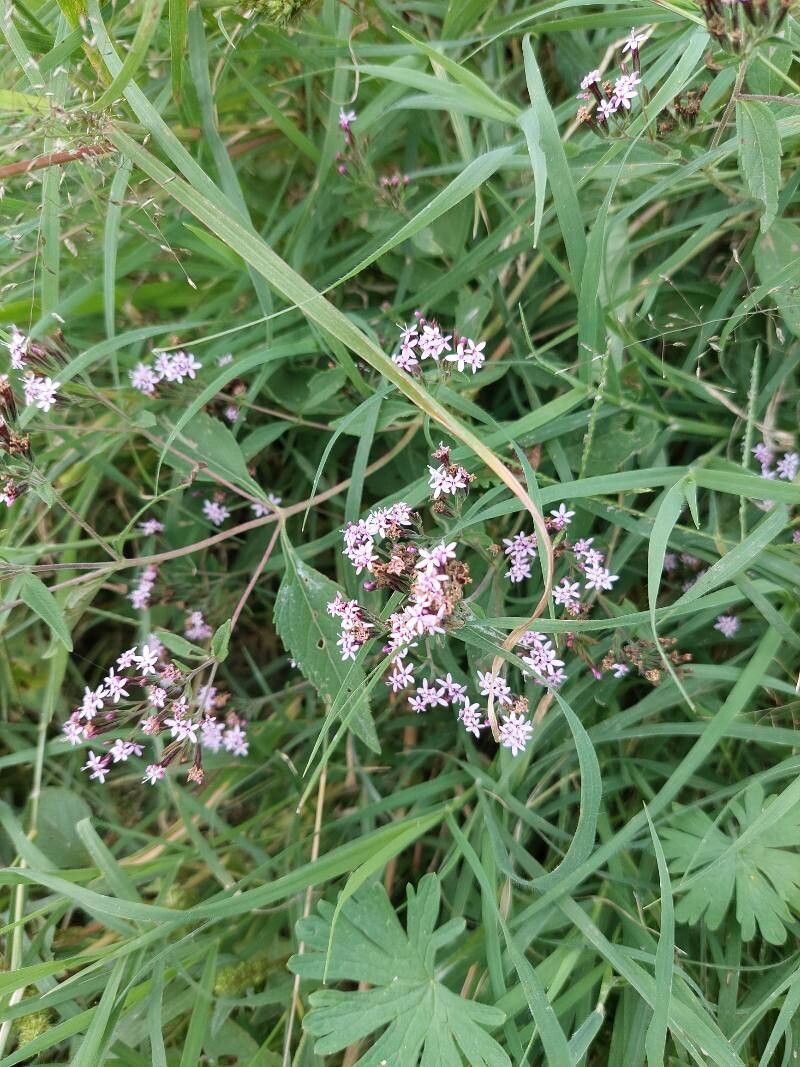 Stevia