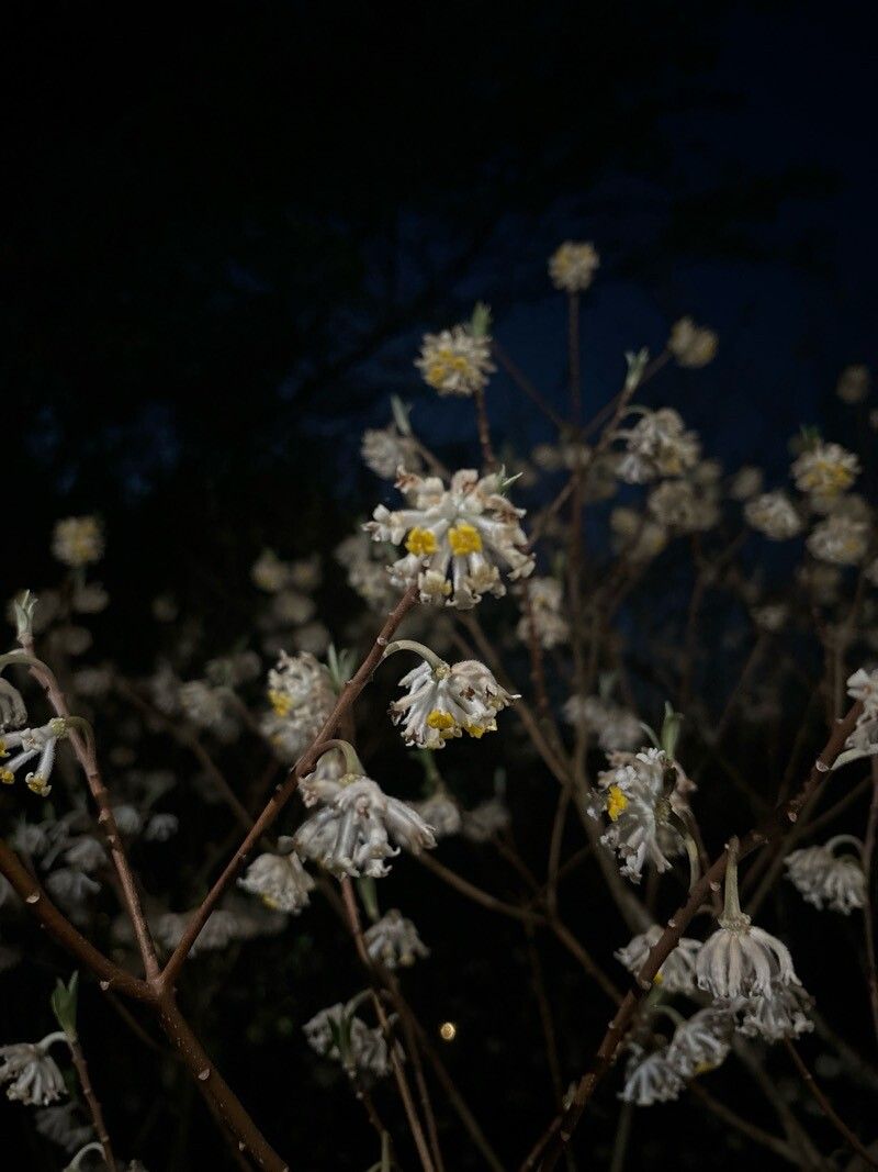 Edgeworthia chrysantha (edgeworthia, paperbush) (alternate view 3)