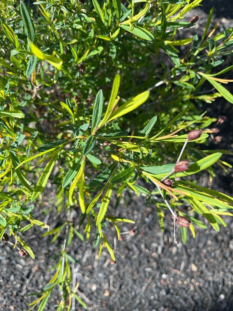 Hypericum kalmianum (Kalm St. John's Wort) (alternate view 15)