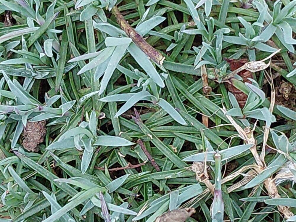 Dianthus gratianopolitanus (pinks) (alternate view 4)