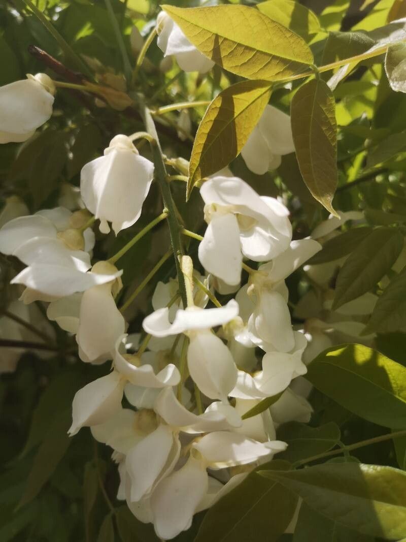 Wisteria floribunda (Japanese wisteria) (alternate view 12)