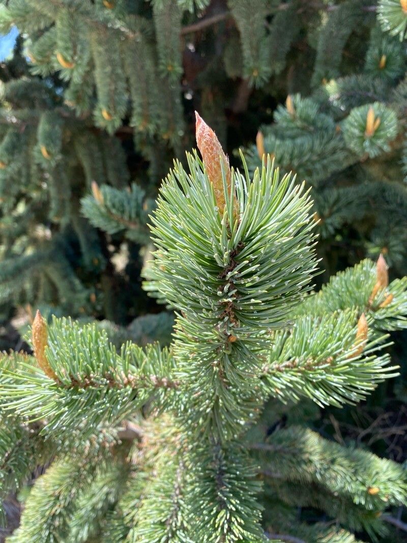 Pinus aristata (Bristlecone Pine)