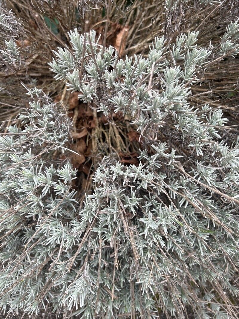 Lavandula × intermedia (Lavandin) (alternate view 9)