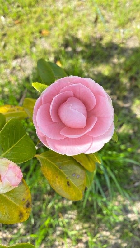 Camellia japonica (Japanese camellia) (alternate view 4)