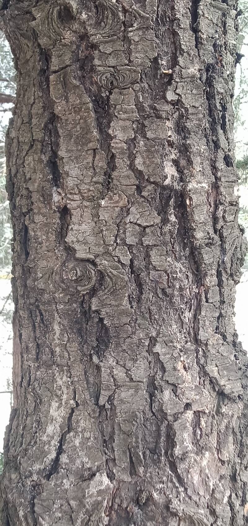 Cedrus libani (cedar of Lebanon) (alternate view 7)