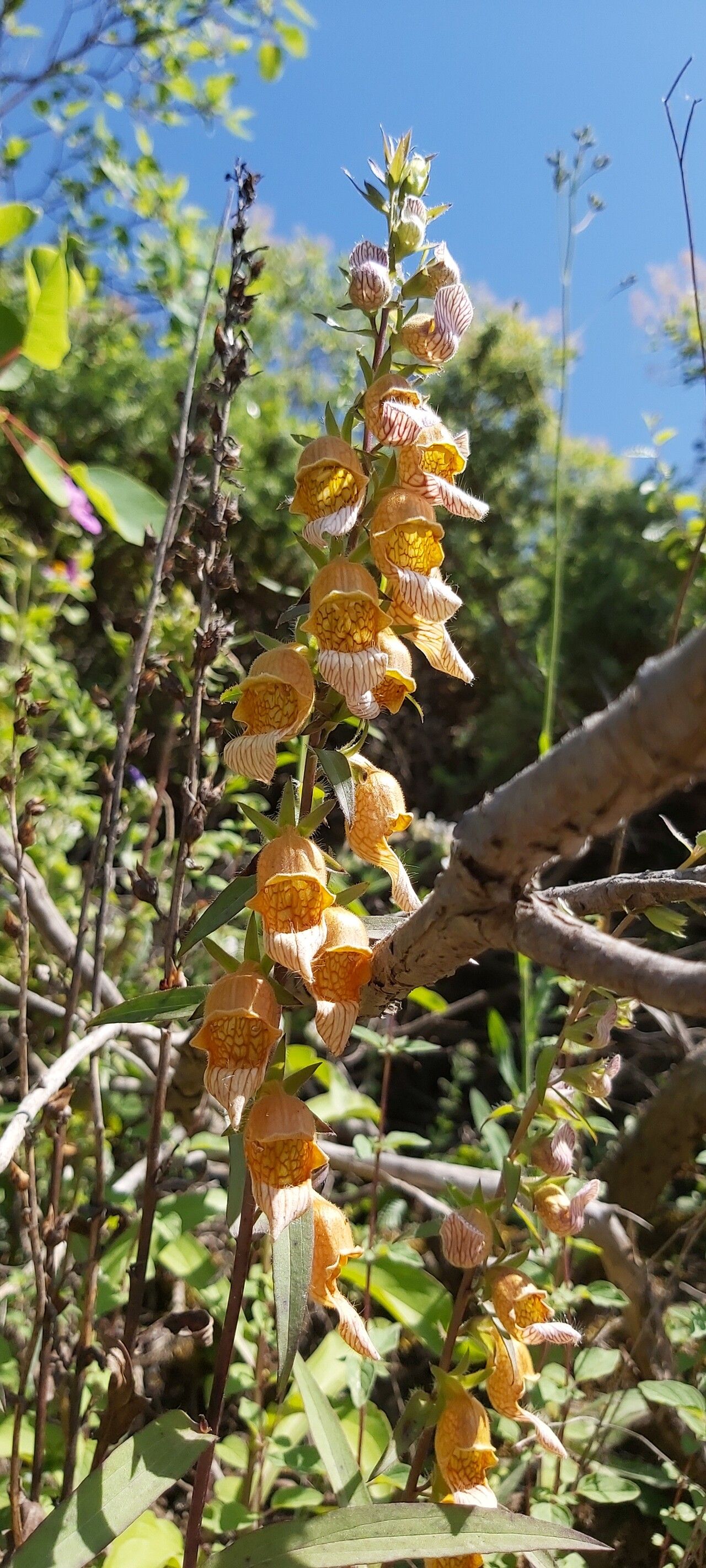 Digitalis laevigata (Grecian Foxglove) (alternate view 15)