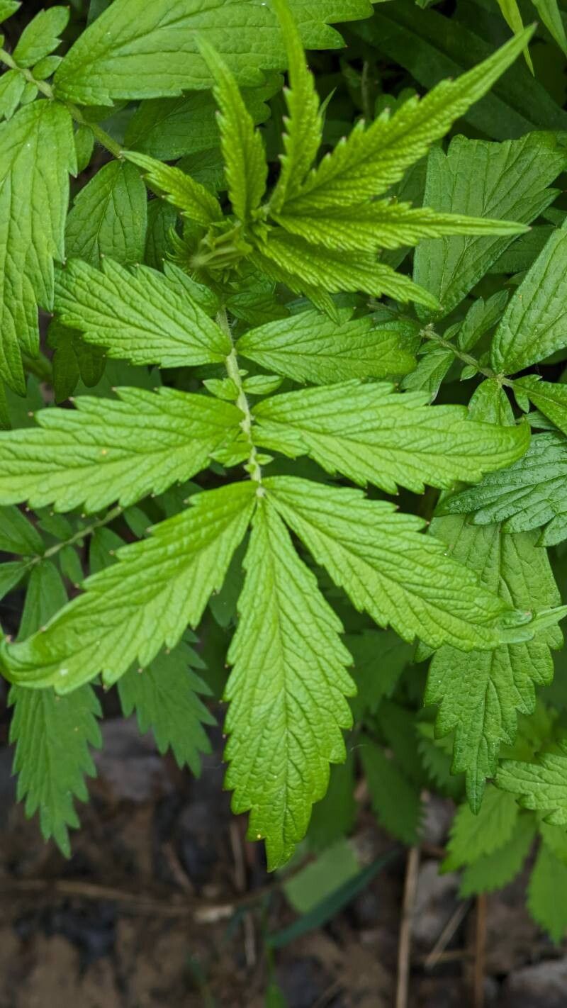 Agrimonia gryposepala (tall hairy agrimony) (alternate view 13)