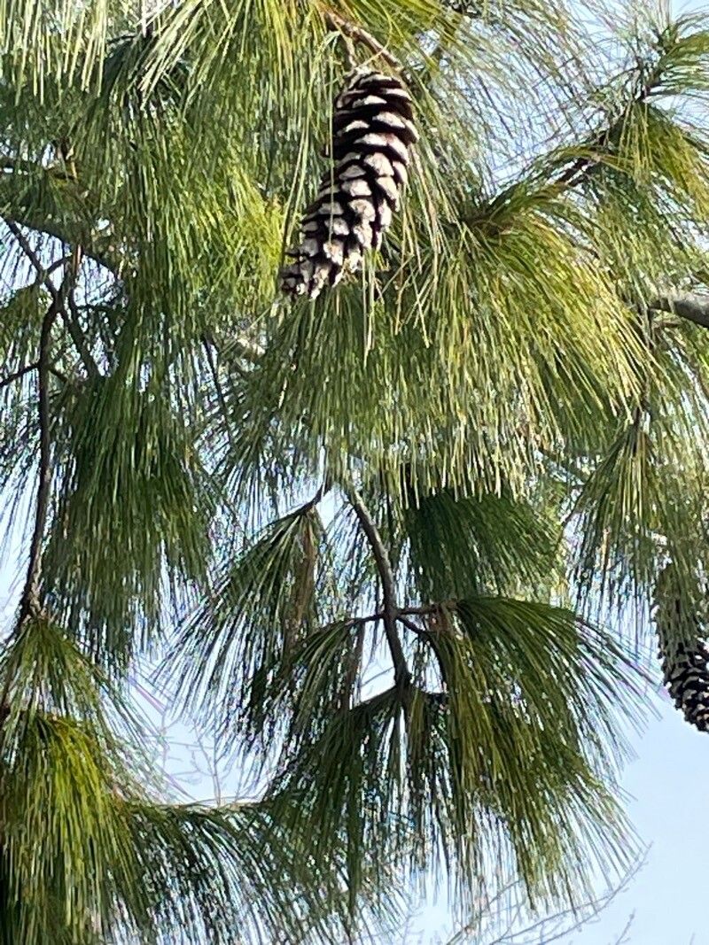 Pinus wallichiana (Himalayan Pine) (alternate view 2)