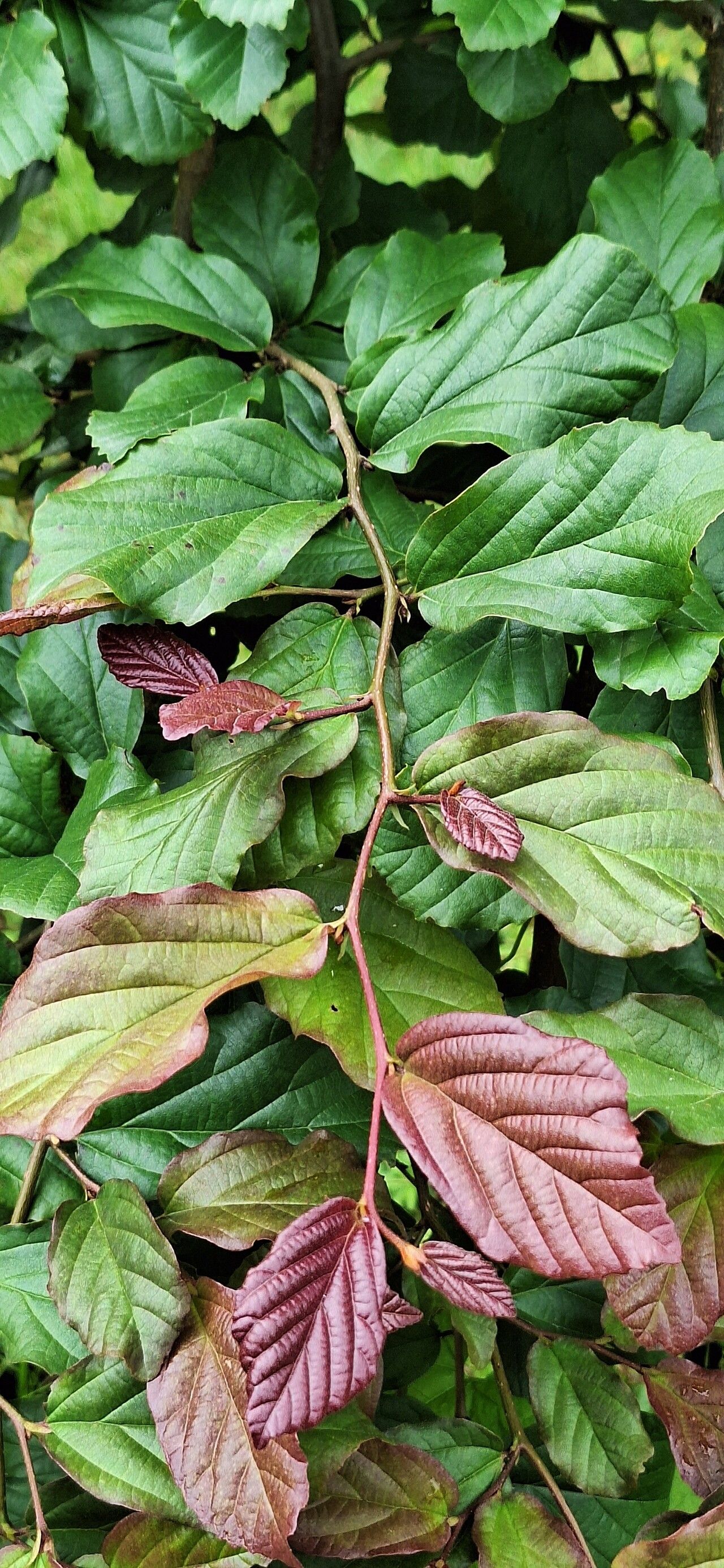Parrotia persica (Persian parrotia, ironwood) (alternate view 4)