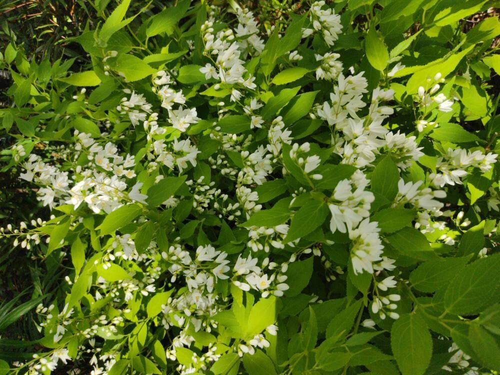 Deutzia gracilis (slender deutzia) (alternate view 3)