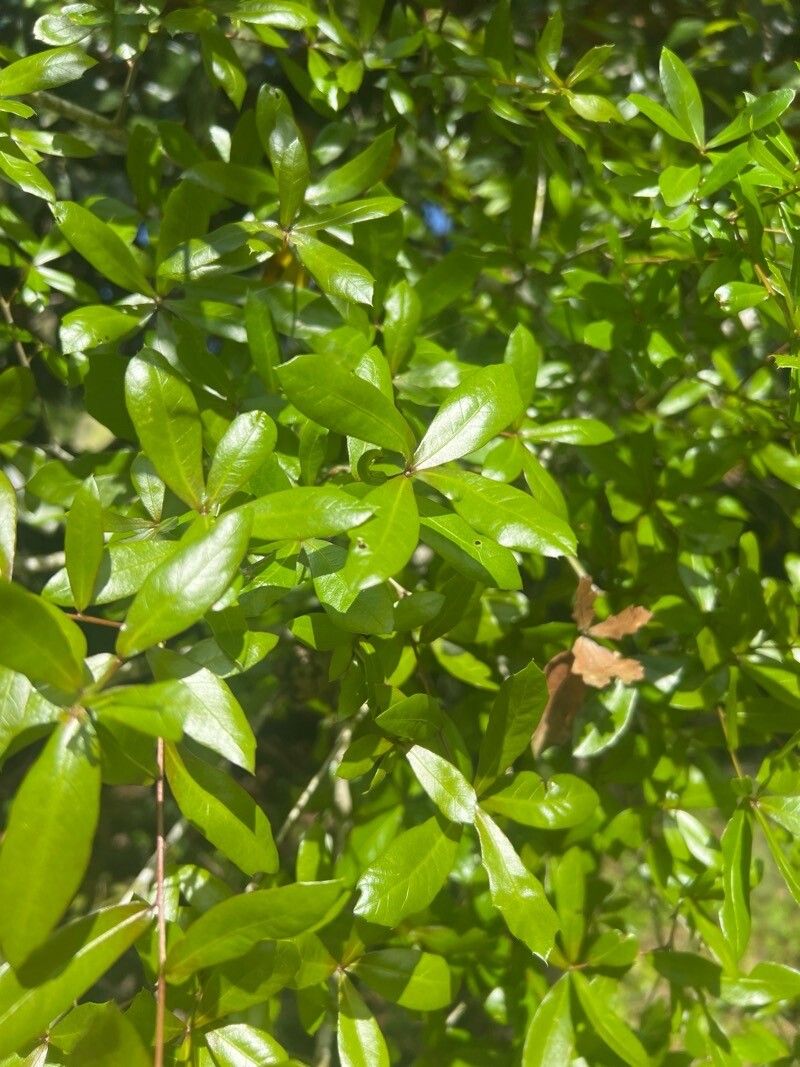 Quercus laurifolia (swamp laurel oak) (alternate view 11)