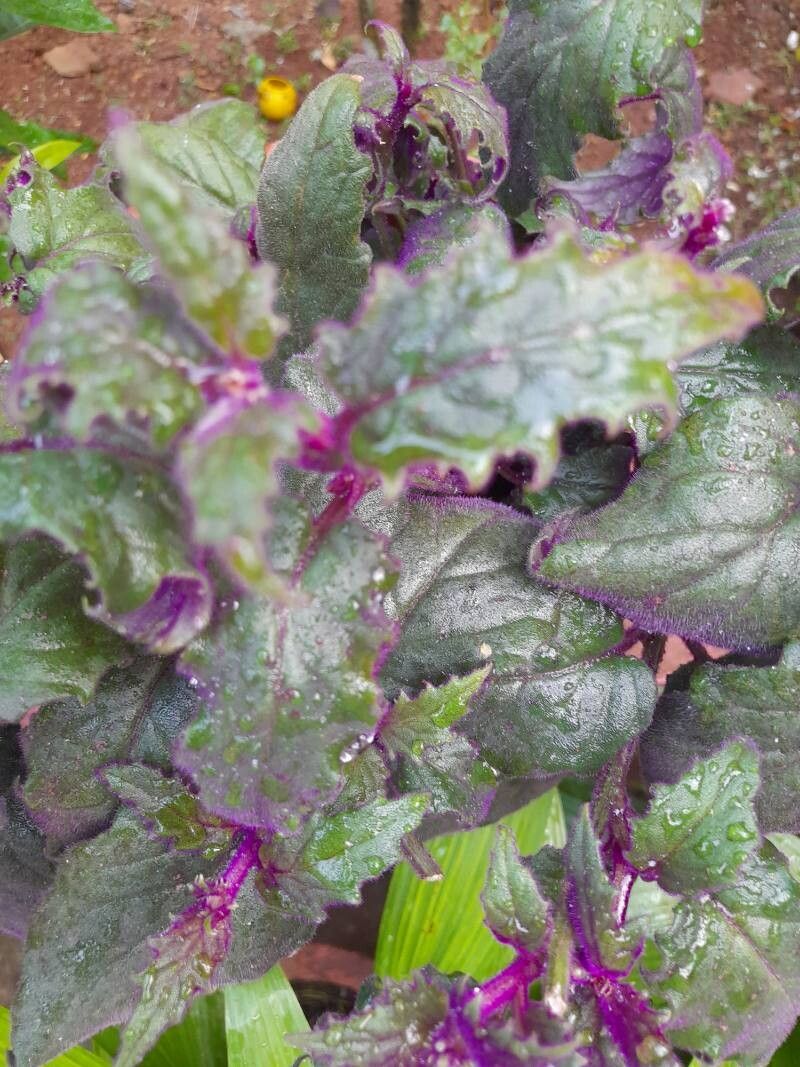 Gynura aurantiaca (Purple Passion Plant) (alternate view 2)