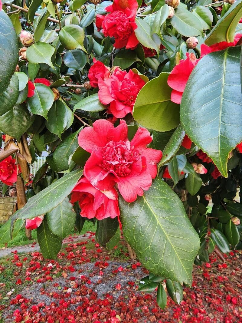 Camellia japonica (Japanese camellia)