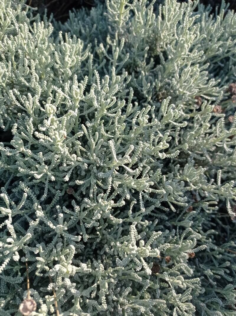 Santolina chamaecyparissus (cotton vavender) (alternate view 4)