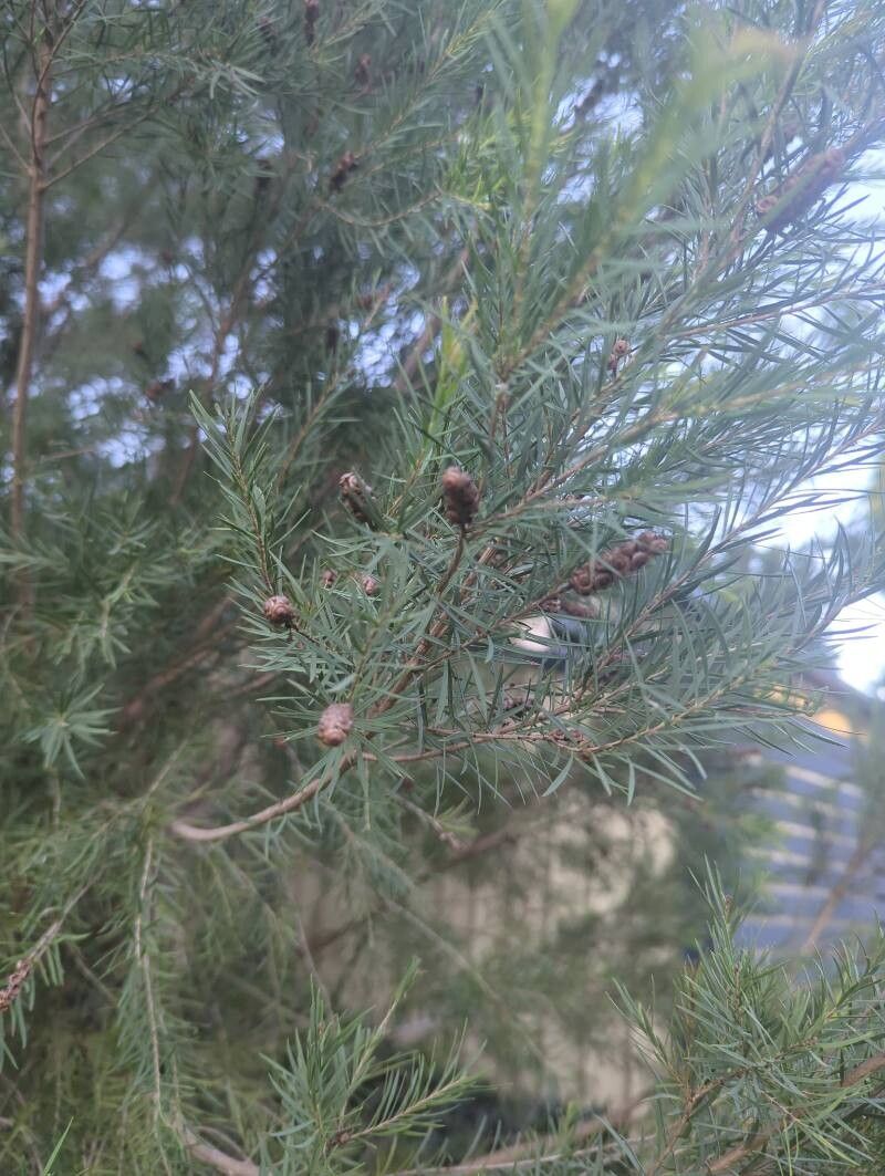 Melaleuca alternifolia