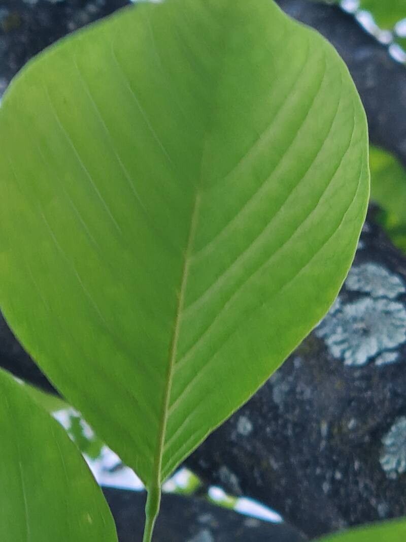 Cladrastis kentukea (American Yellowwood) (alternate view 10)