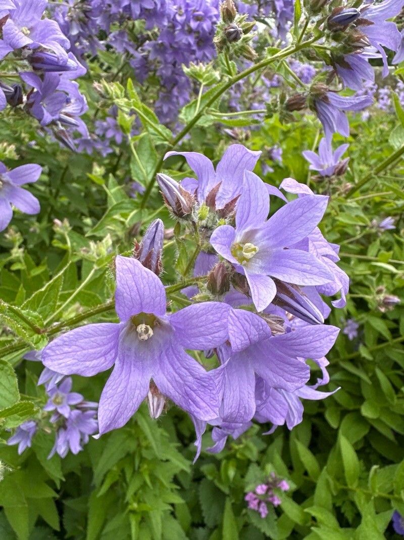 Campanula lactiflora (Milky Bellflower) (alternate view 13)