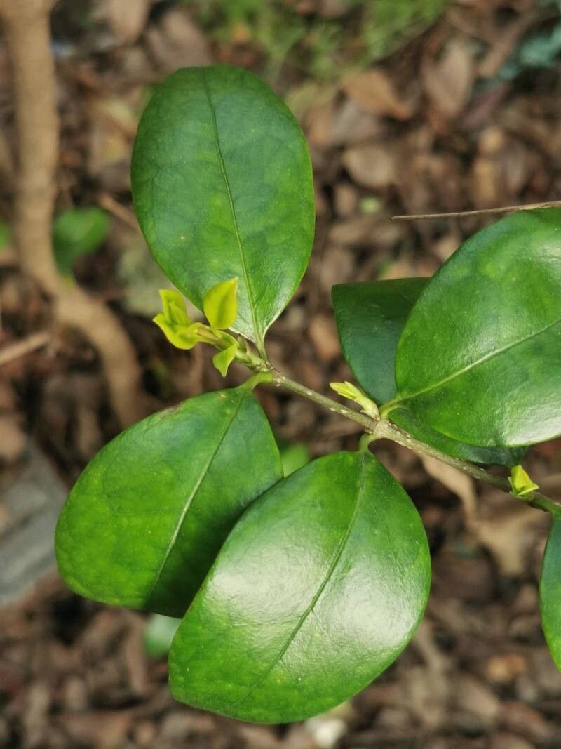 Ligustrum japonicum (Waxleaf Privet) (alternate view 2)