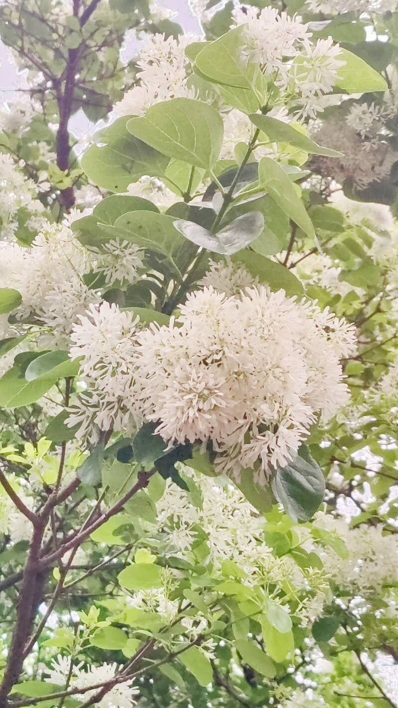 Chionanthus retusus (Chinese Fringetree) (alternate view 10)