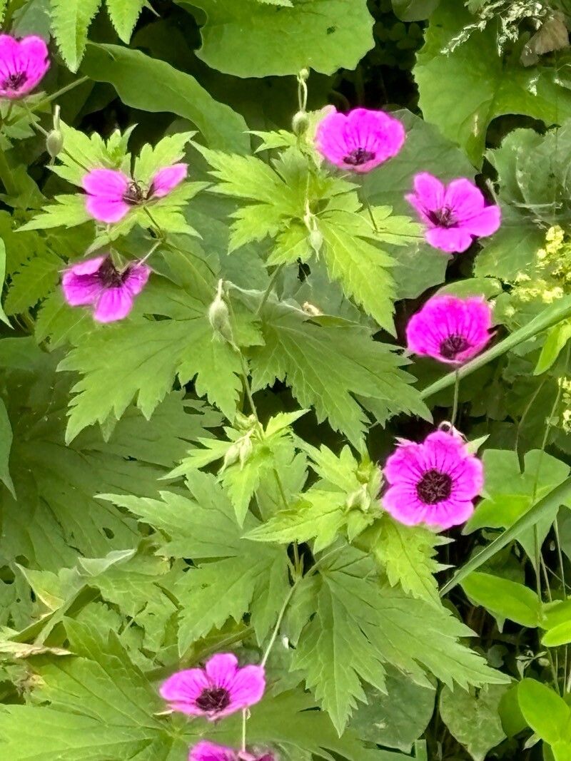 Geranium psilostemon (magenta cranesbill)