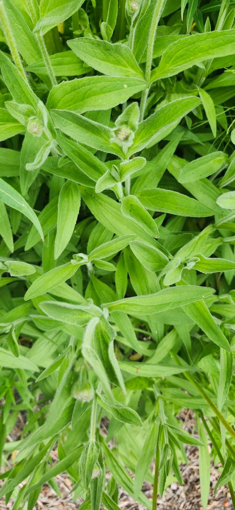 Arnica chamissonis (Meadow Arnica) (alternate view 2)