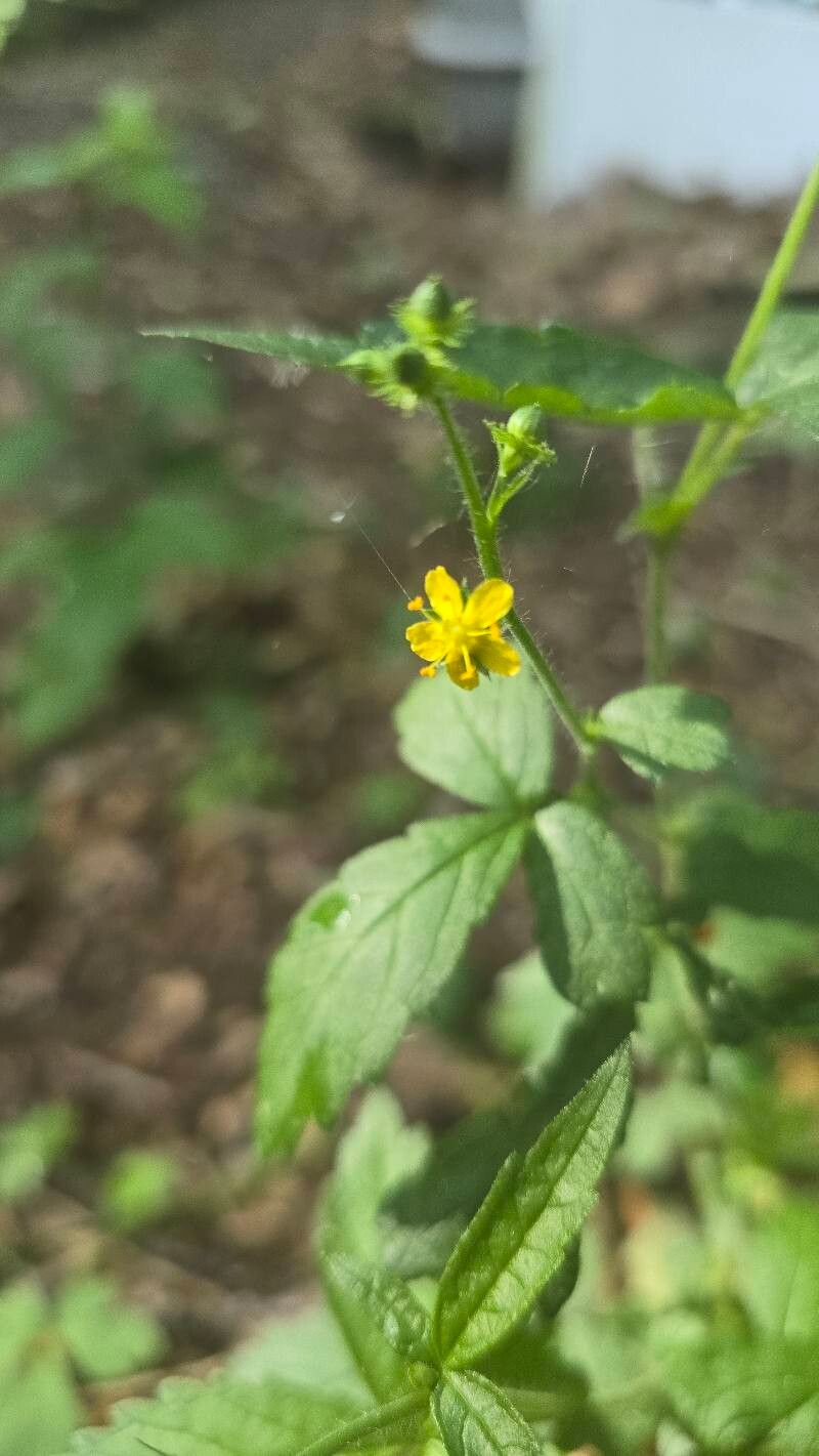 Agrimonia gryposepala (tall hairy agrimony) (alternate view 12)