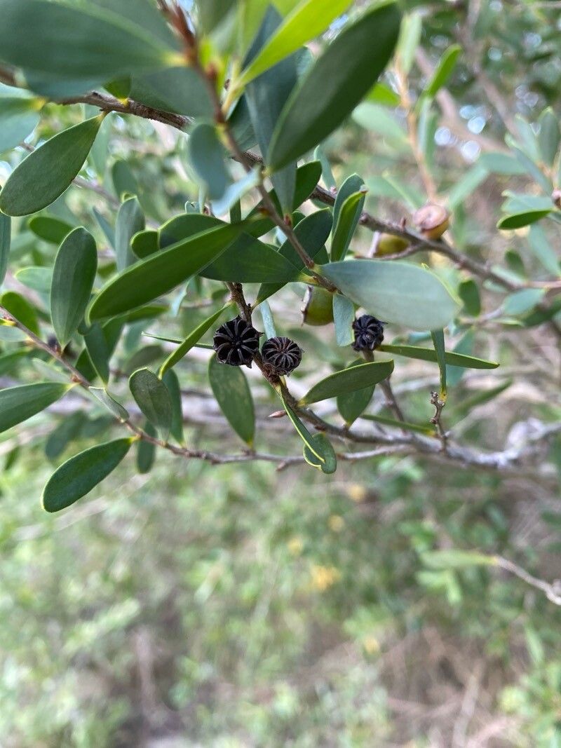 Leptospermum laevigatum, Coastal tea tree — spreading evergreen (Myrtaceae) (image 10 of 10)