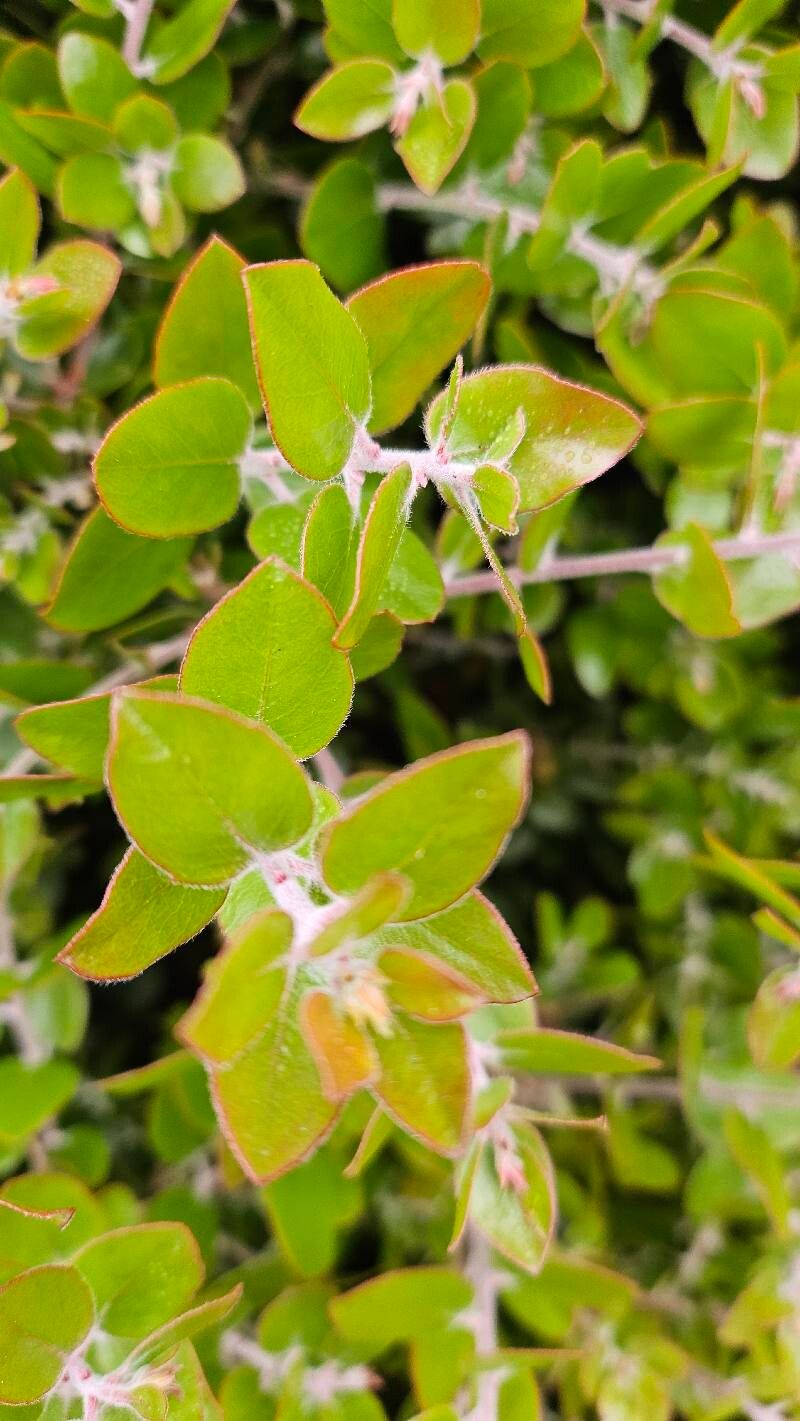 Arctostaphylos edmundsii (Pacific Mist Manzanita) (alternate view 3)