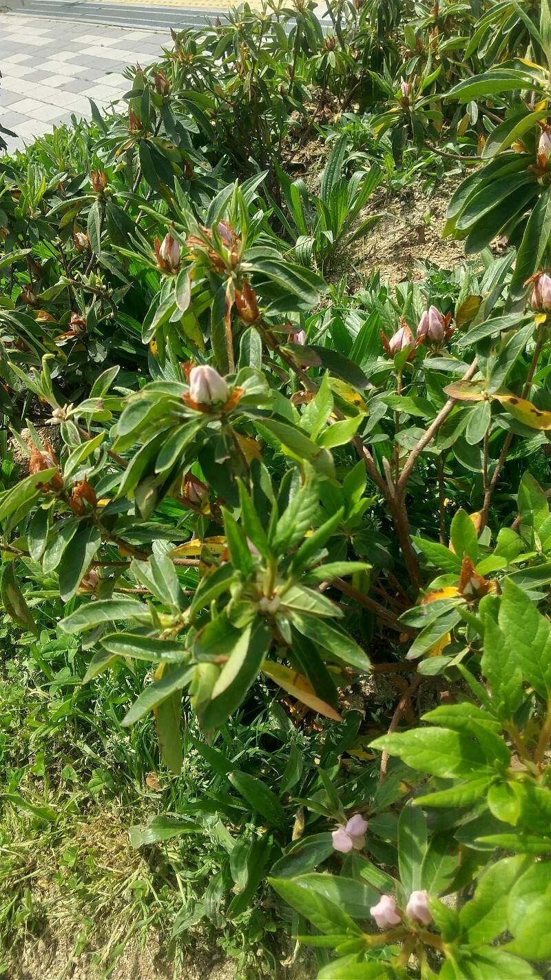 Rhododendron indicum (southern Indian azalea) (alternate view 14)