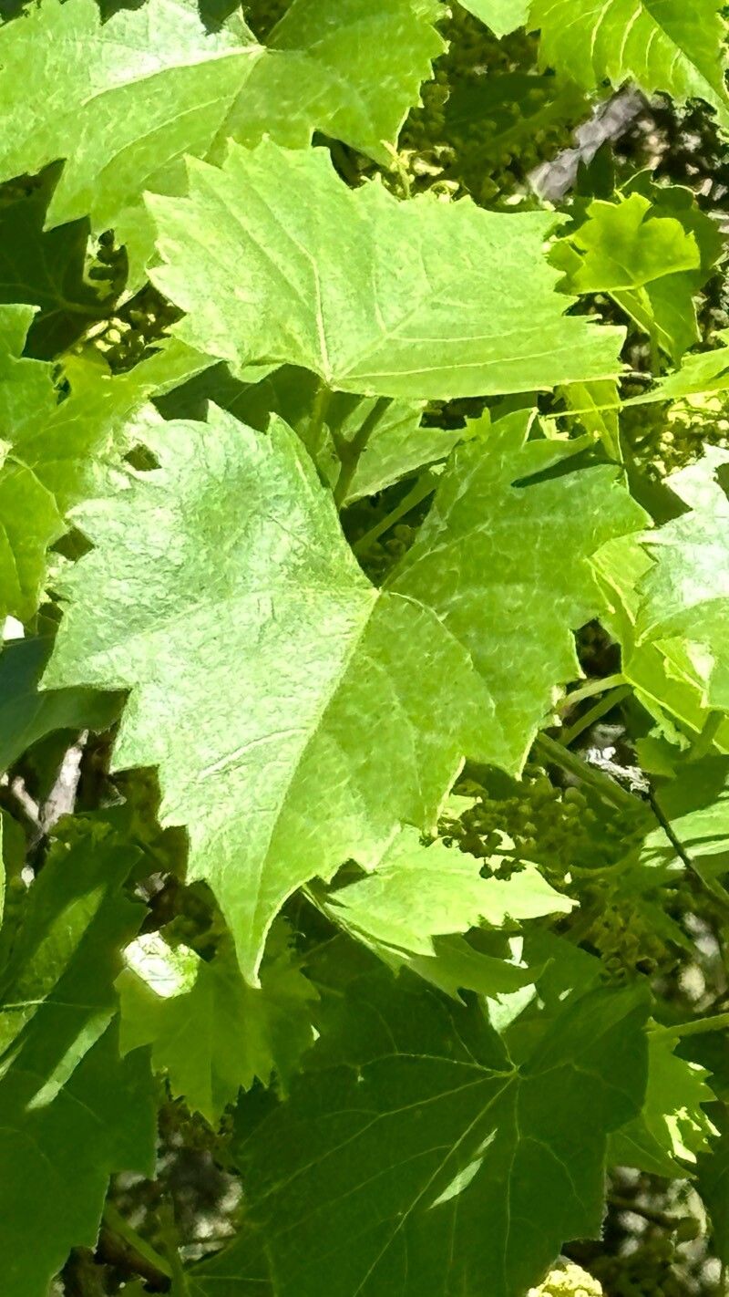 Vitis vulpina (frost grape) (alternate view 13)